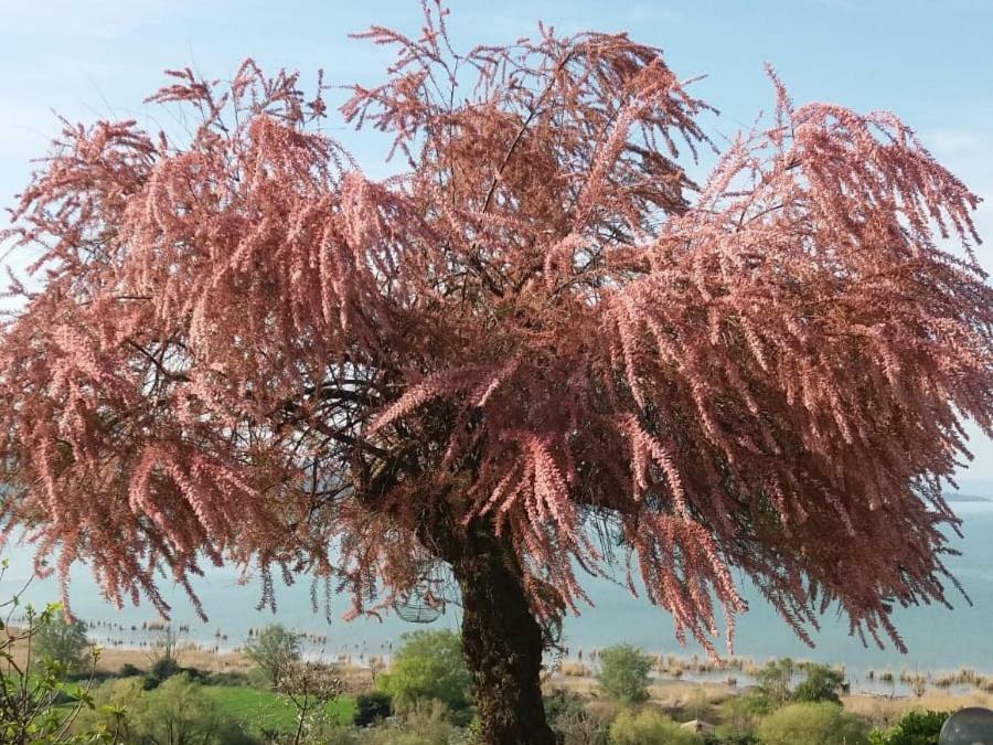 B&B Torre Del Lago Trasimeno Passignano sul Trasimeno Buitenkant foto